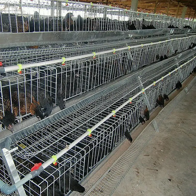 Commercial Chicken House commercial chicken houses, commercial chicken houses suppliers and Commercial Chicken House commercial chicken houses, commercial chicken houses suppliers and