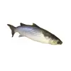 New season high quality fresh frozen Grey mullet fish