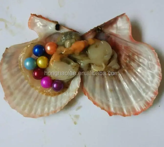 

AAAAA vacuum packed twins pearls oyoya akoya stocks of various colors