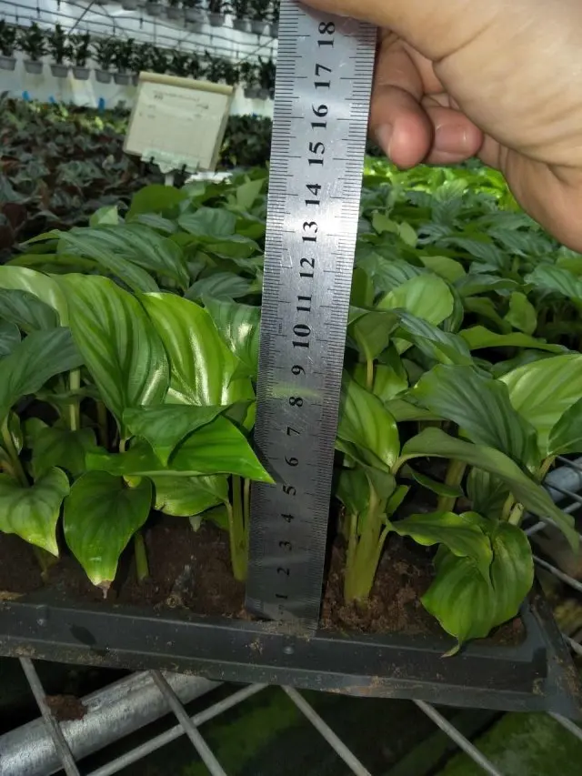 
Calathea orbifolia tray seedling H8-10cm 