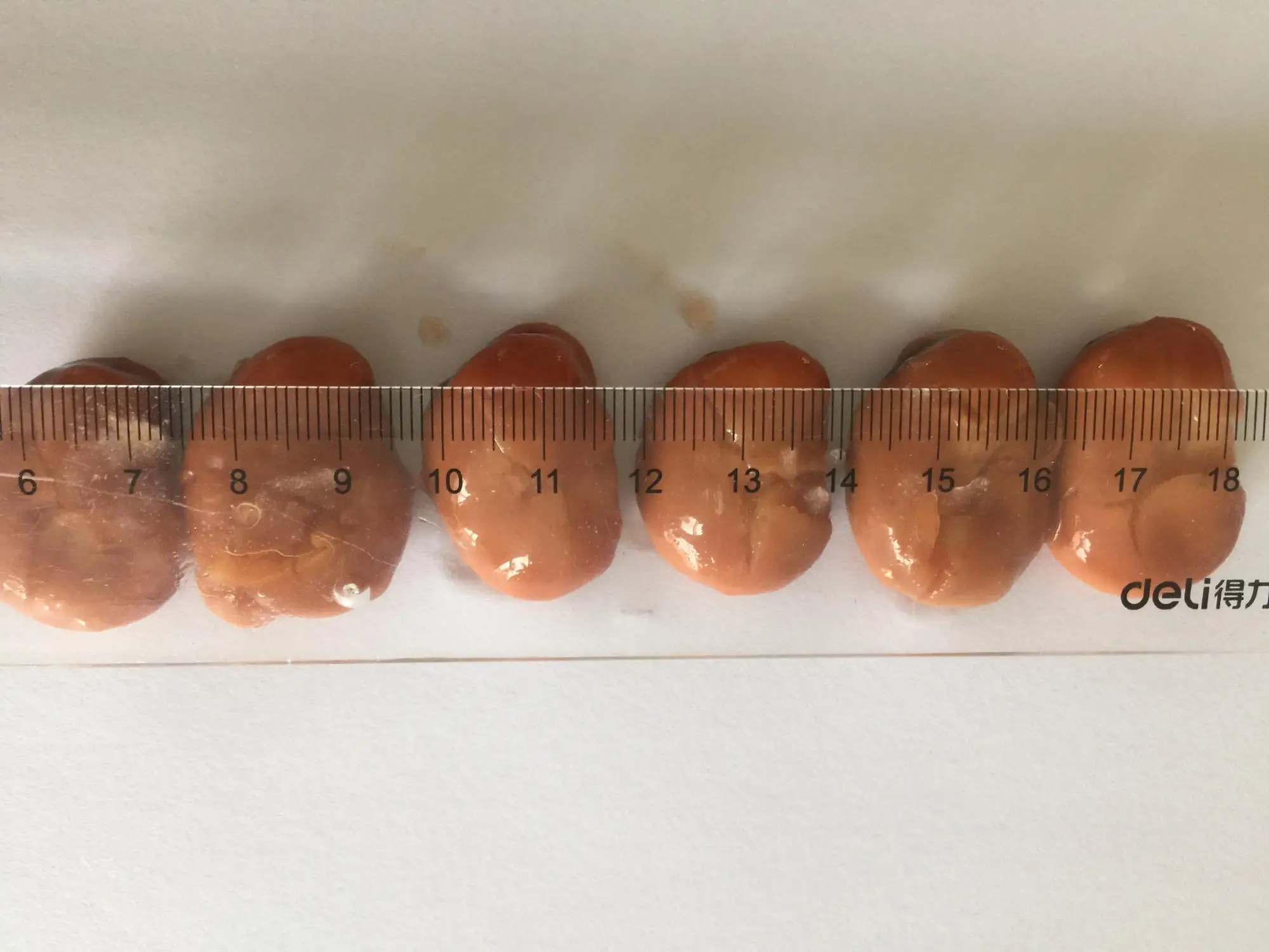 beans size.JPG