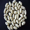 /product-detail/hot-sale-chinese-new-crop-blanched-peanut-kernels-size-2529-with-good-quality-60341277691.html