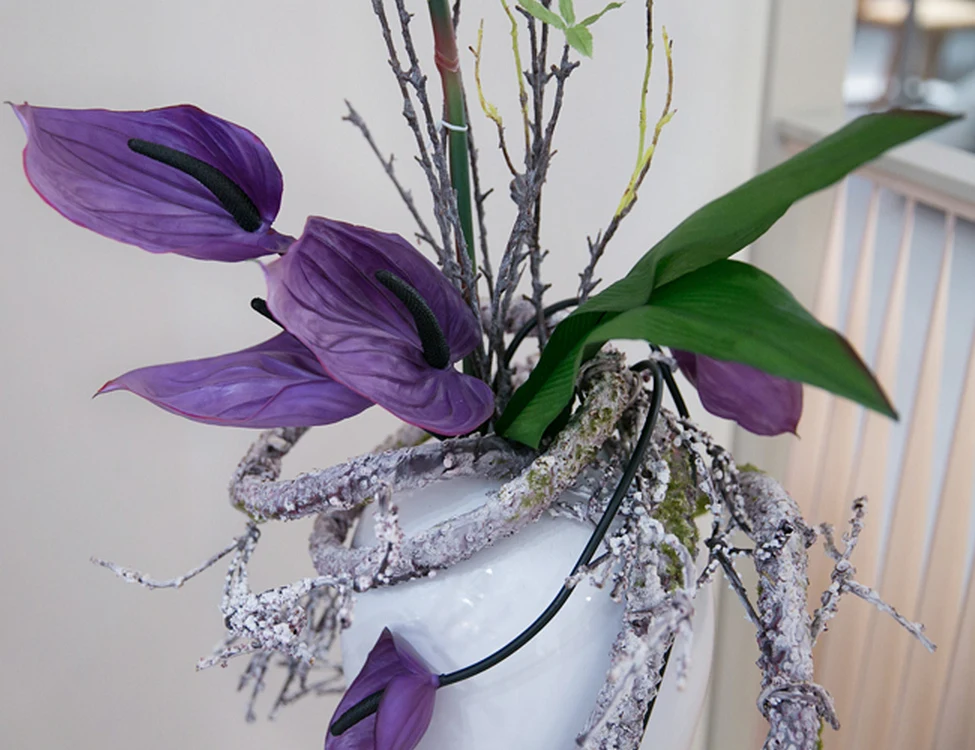 Anthurium Flowers And Plants Anthurium Plants For Sale Buy Anthuriums