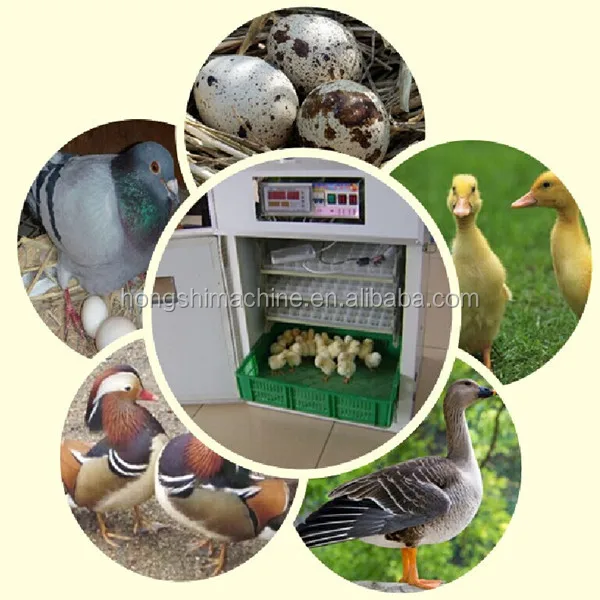 bird egg incubator for sale in utah petco
