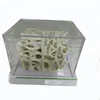 Human Medical Anatomical PVC Bone Density Model