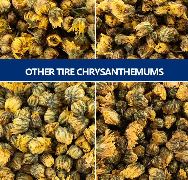 fresh cut chrysanthemum flower