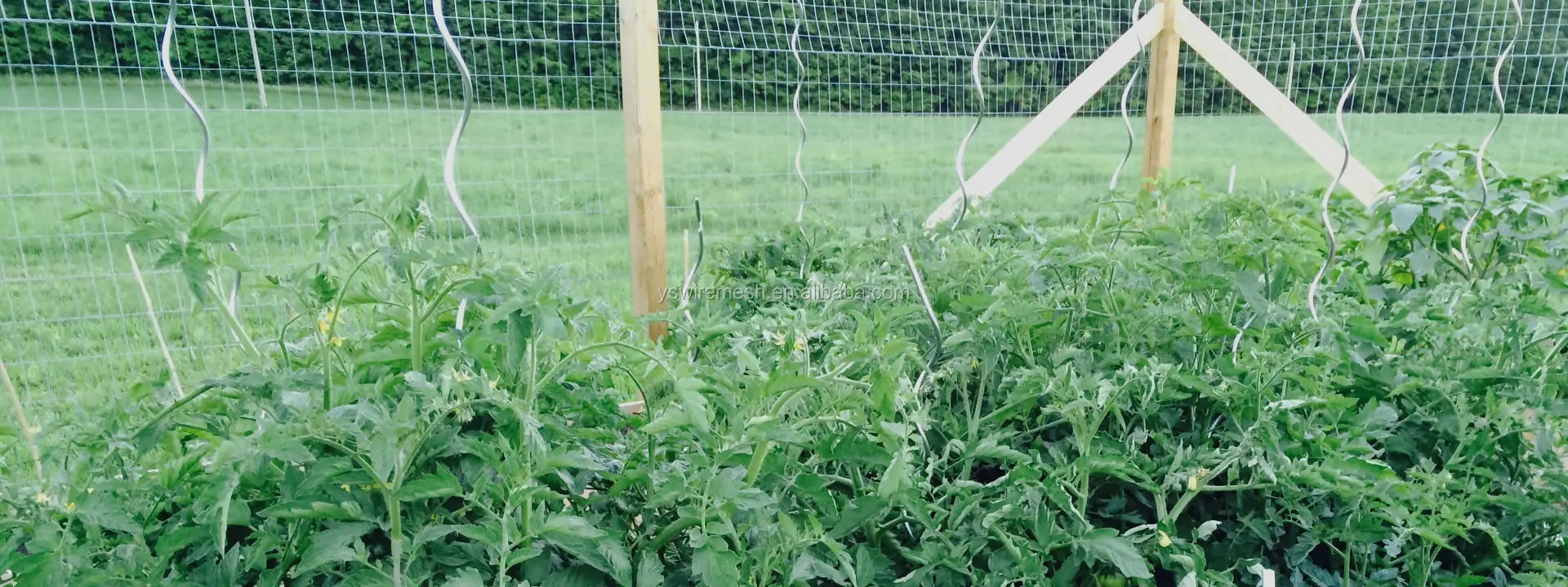 Spiral Plant Supports Metal Spiral Tomato Plant Support Rods For