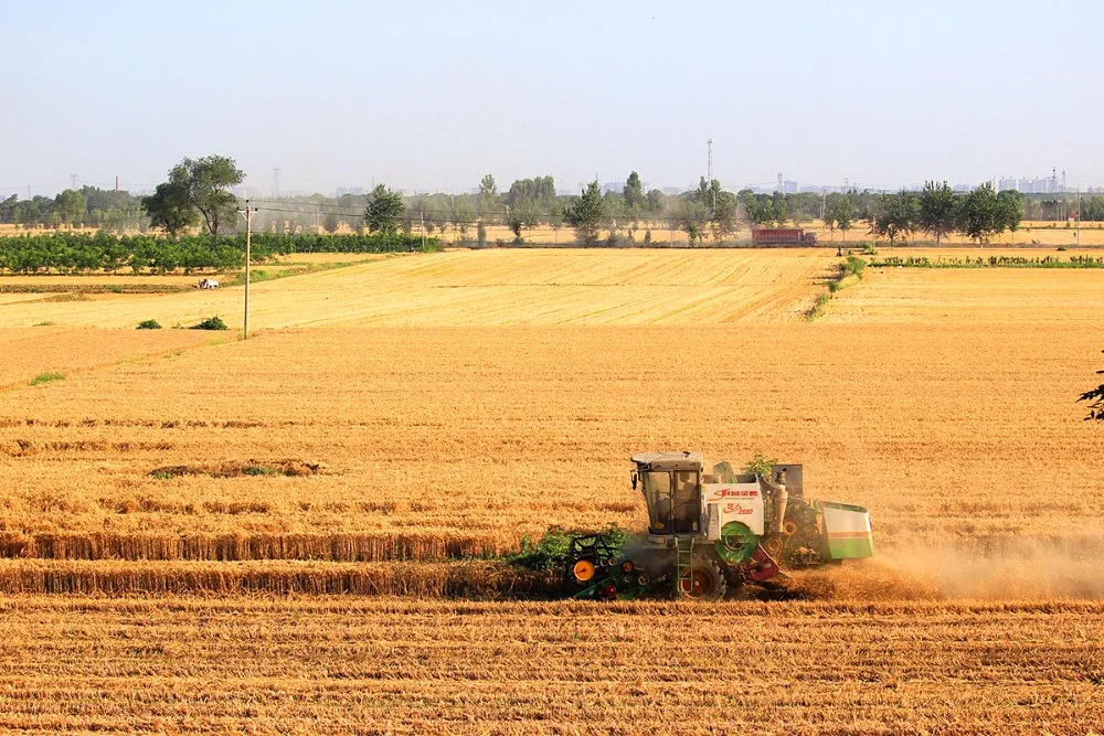fine dried noodles.jpg