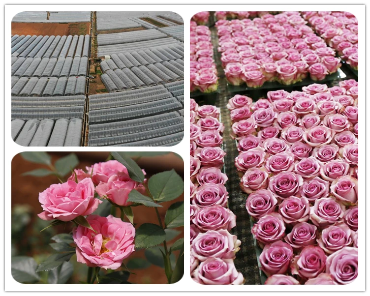 Best Gift Everlasting Real Preserved  Roses Flower With Jewelry Drawer Gift Box