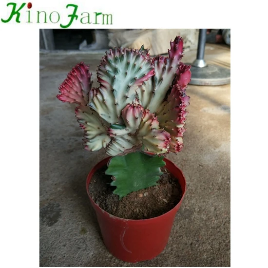 
Wholesale Cactus 