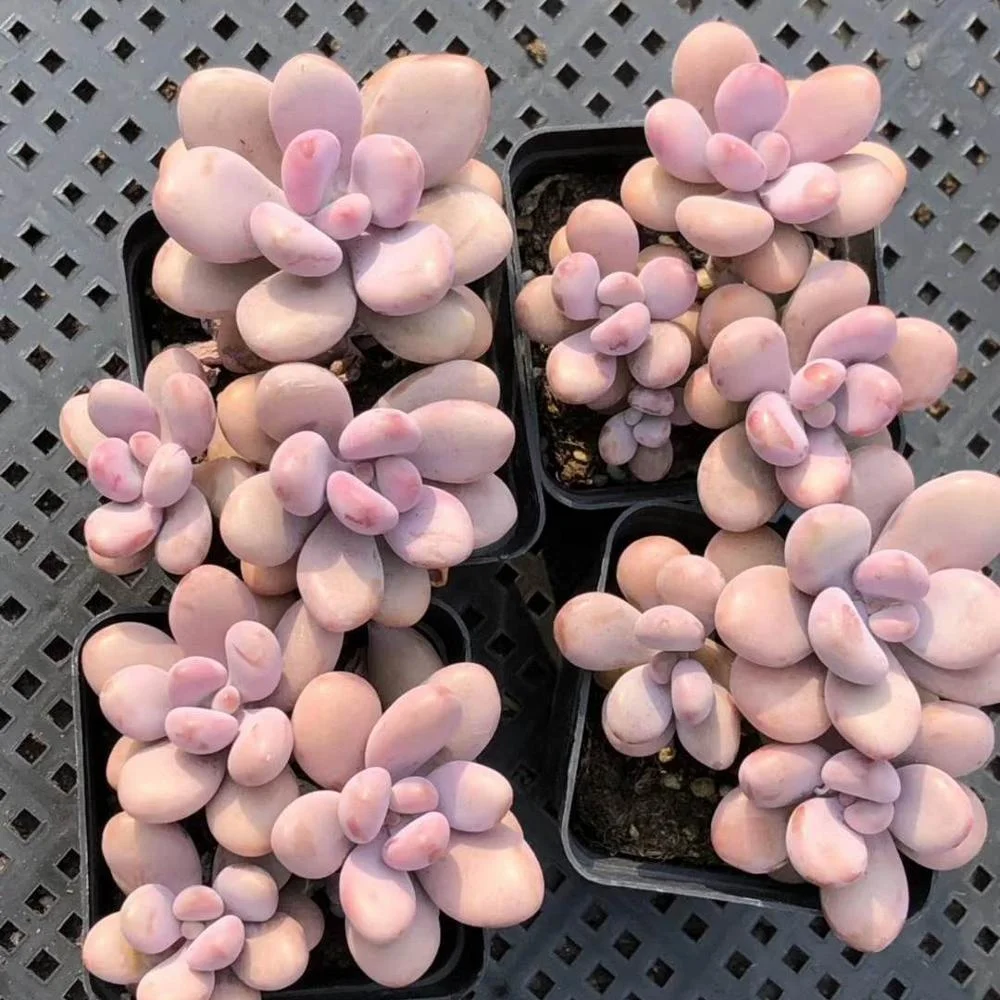 
Wholesale Succulent Graptopetalum amethystinum with stem 