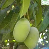 Natural plants mango trees