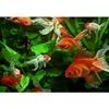 New Design fish diy 5d diamond Painting oil canvas painting painting by numbers 3d
