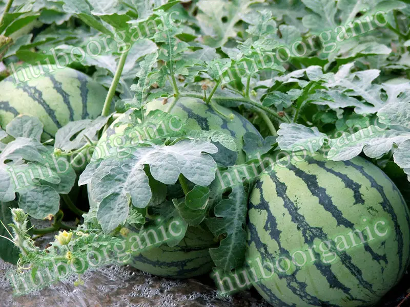 Watermelon Powder 03