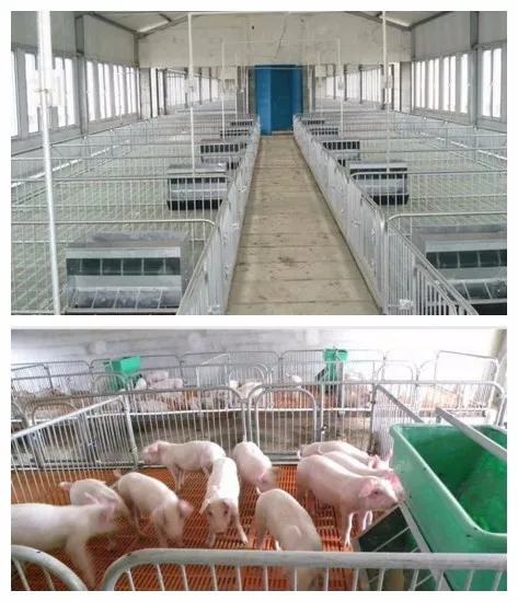 application of pig nurseryy pen.jpg