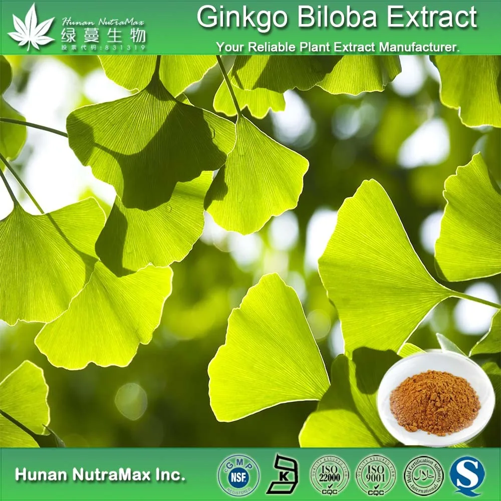 Гинкго еда. Гинкго билоба leaf extract. ginkgo biloba leaf extract фото.