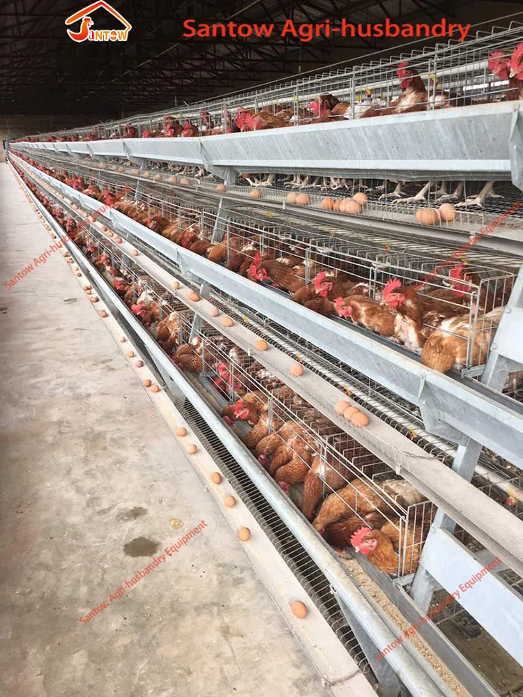 Automatic chicken cages hot galvanized poultry cage cheap price egg layers cage design for farm design