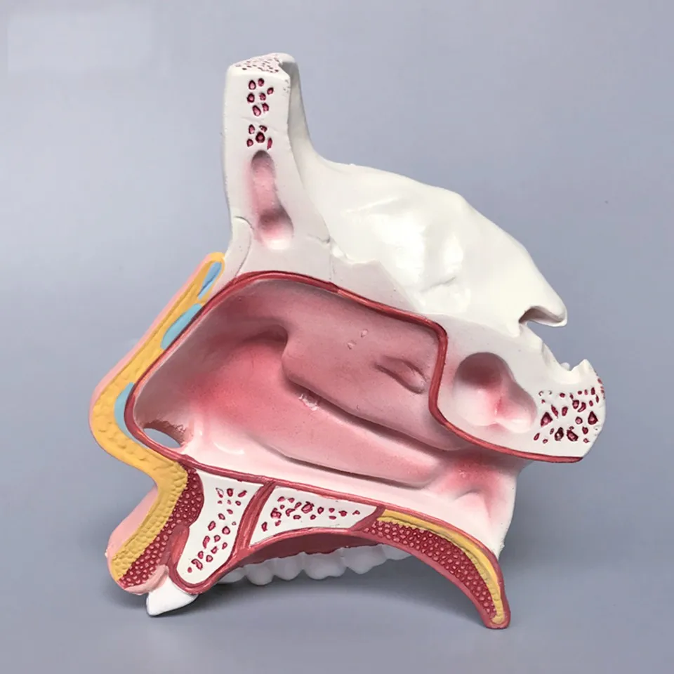 Advanced Medical Supplies Human Teaching Nasal Cavity Anatomical Model 