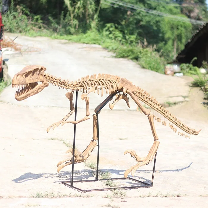 

Museum exhibition dinosaur model raptor skeleton, Customized