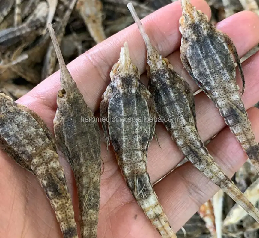 Pegasus laternarius Cuvier.jpg