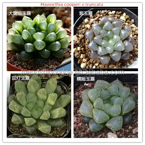 
Mini Succulent cactus Haworthia 