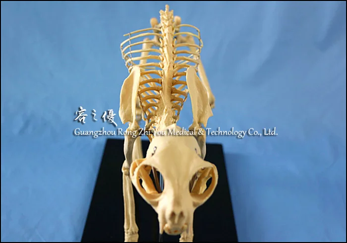 Animal Biology Teaching Cat Skeleton Anatomy Model,3d Animal Anatomy Model  - Buy 3d Animal Anatomy Model,Biology Teaching Anatomy Model,Cat Skeleton  Anatomy Model Product on 