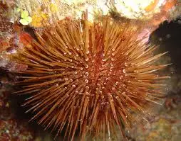 
fresh sea urchin 