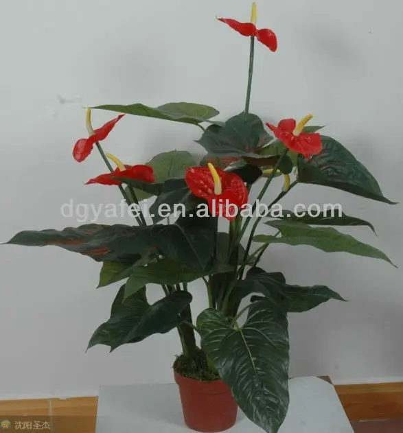 葉植物タイプと熱帯気候熱帯植物 Buy 観葉植物 屋内熱帯植物販売 タイプ機械工場 Product On Alibaba Com