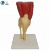 Human Plastic Knee Joint Model With Muscle
