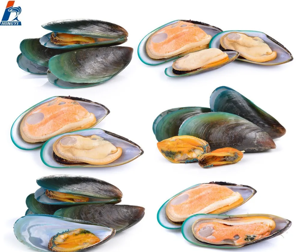 frozen mytilus edulis mussel meat for canned mussel