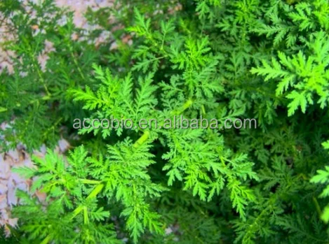 
Best price Sweet wormwood, 100% natural Artemisinin powder 