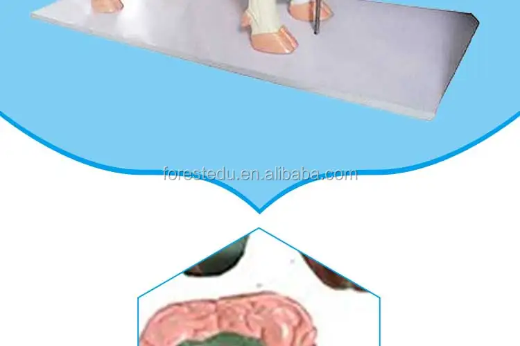 2 Cow anatomical model.jpg