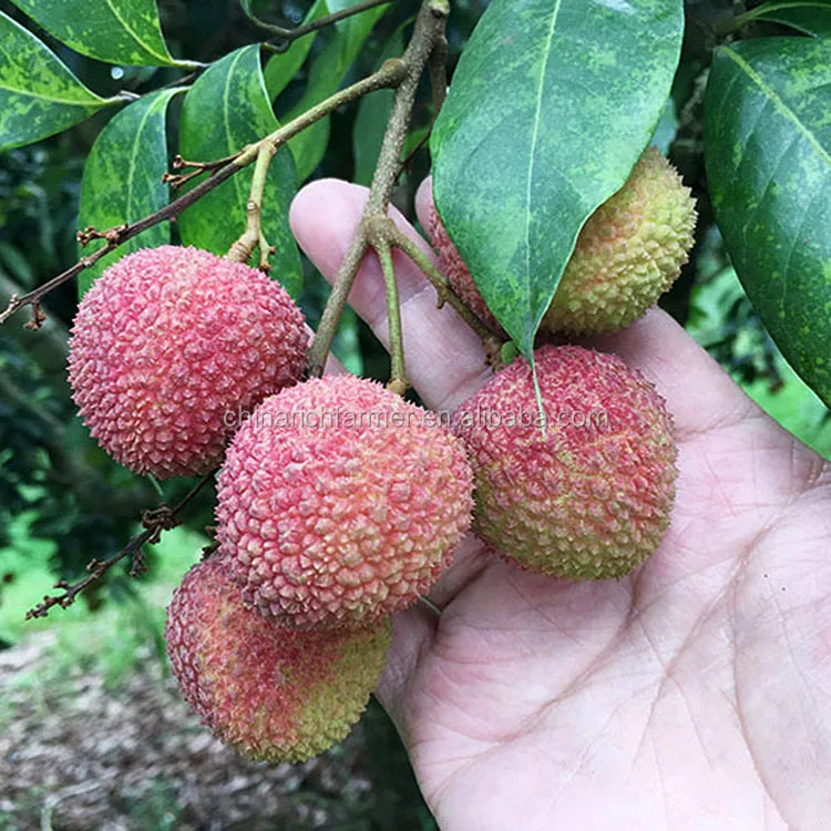 lychee (17)