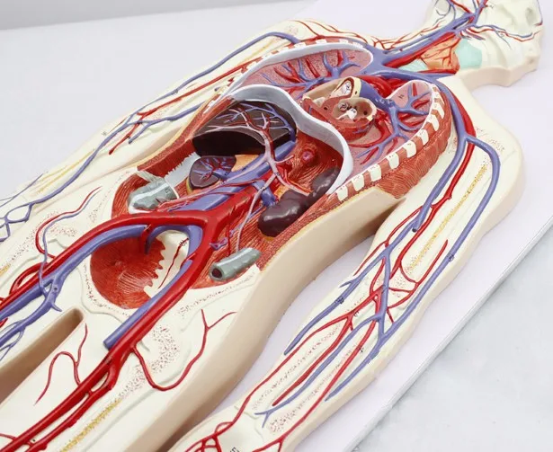simulation teaching human blood circulation system m