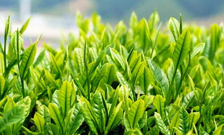 100% pure body natural 10ml tea tree essential oil with premium