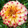 Wholesale Dahlia pinnata flower seeds