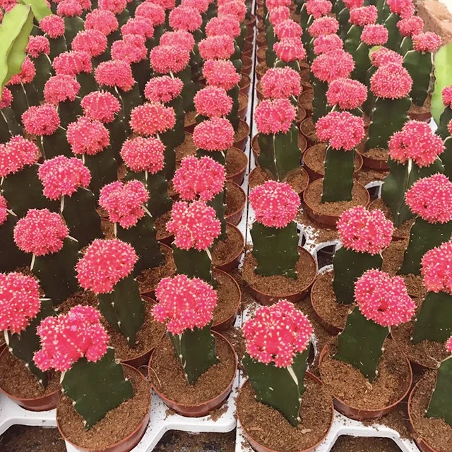 
Gardening flower shape mini succulent plants live succulent plants 