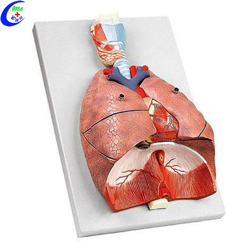 human respiratory system and alveolus model
