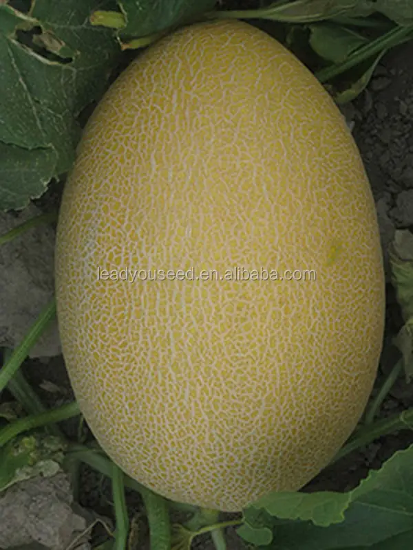Hami melon seeds, melon seeds, hybrid melon seeds, melon seeds f1, sweet melon seeds, hybrid sweet melon seeds, sweet melon seeds f1.jpg