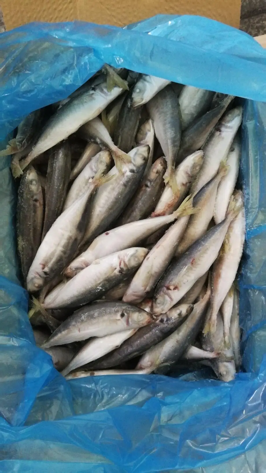 small eye scad (2).jpg