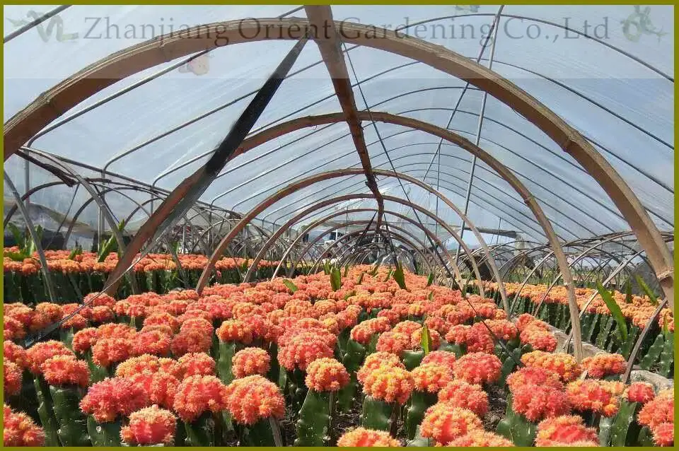 
Live plant Color Gymnocalycium mihanovichii grafted Cactus for sale 