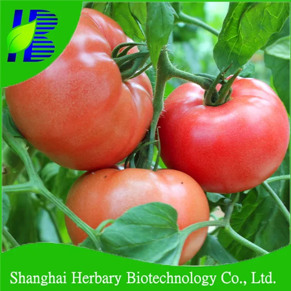 2018 high sprouting rate tomato seeds for sale