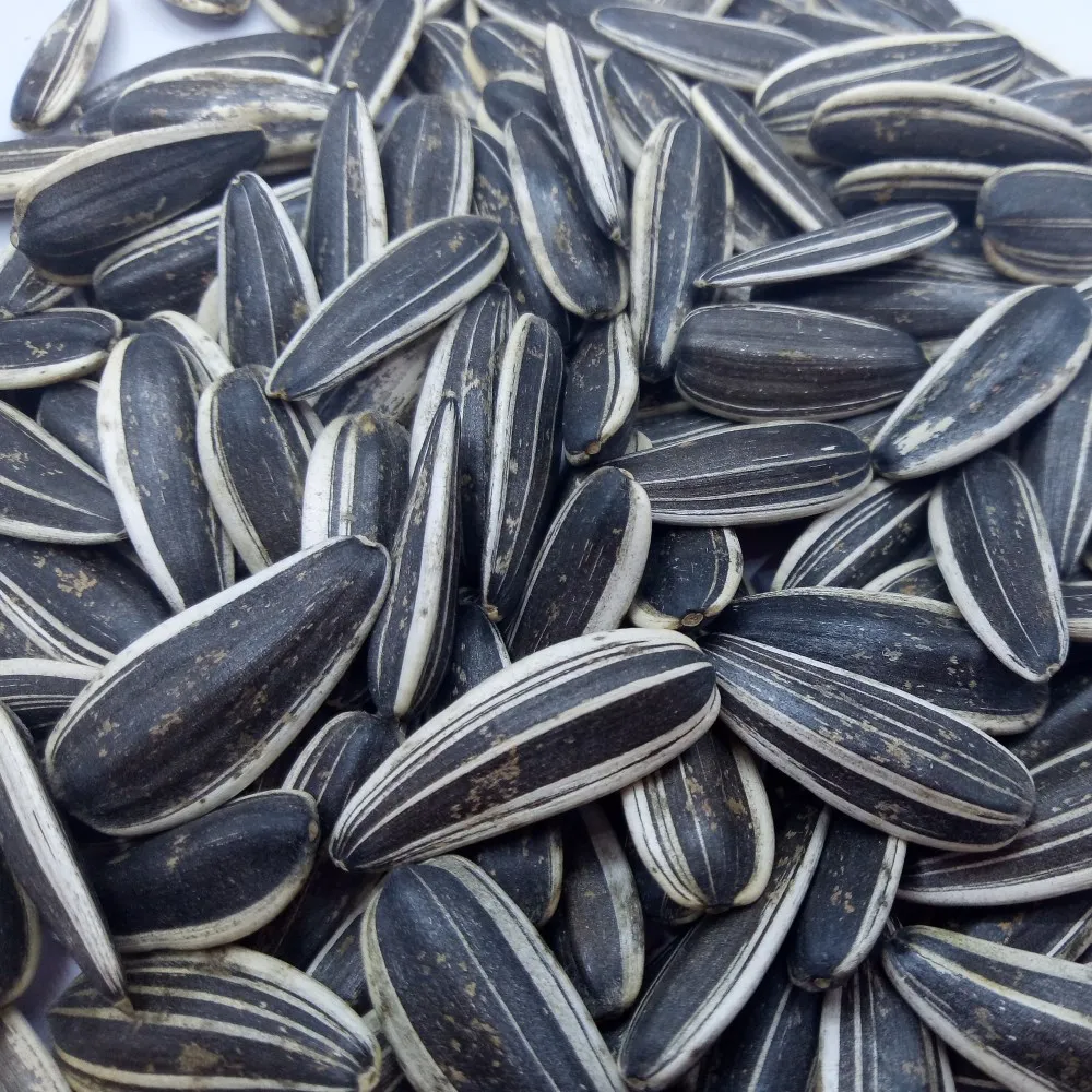 Big Striped Raw Sunflower Seeds From Bayannaoer - Buy Sunflower Seeds ...