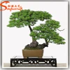 factory price close natural artificial potted bonsai pine tree for sale