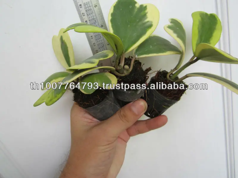 Hoya kerrii single leaf