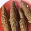 Dried raw Asia's native species Chinese Tulip Tree seeds for sowing