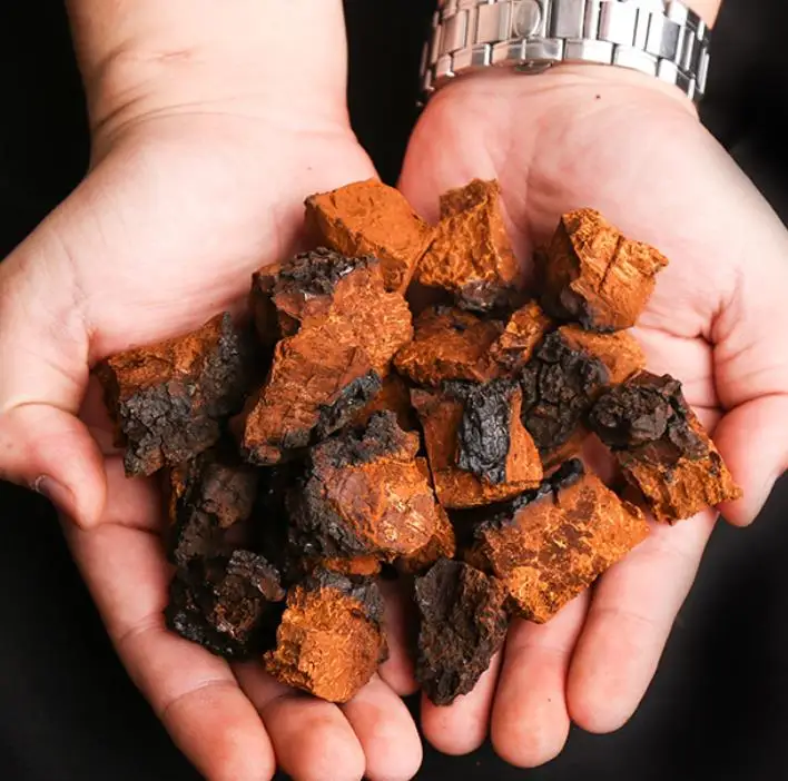 
Top superfood chaga tea help in fight against cancer 