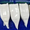 Illex Squid U10 20% Glaze In 1kg Bag Frozen squid Bait