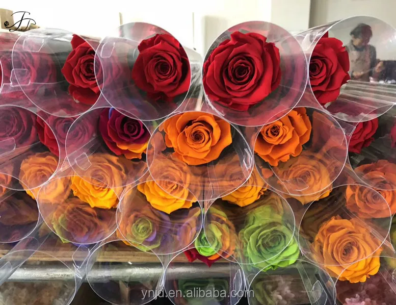 
Top Quality Preserved Stem Rose for Home Decoration or Wedding Decoration 