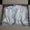 Frozen Common Squid in Vacuum Pack